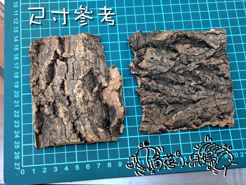 躲藏處。香檳木樹皮