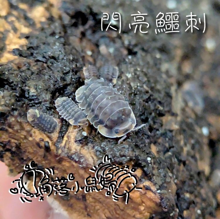 小型刺刺。鼠婦寫真集