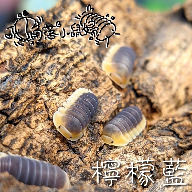 鼠婦寫真集