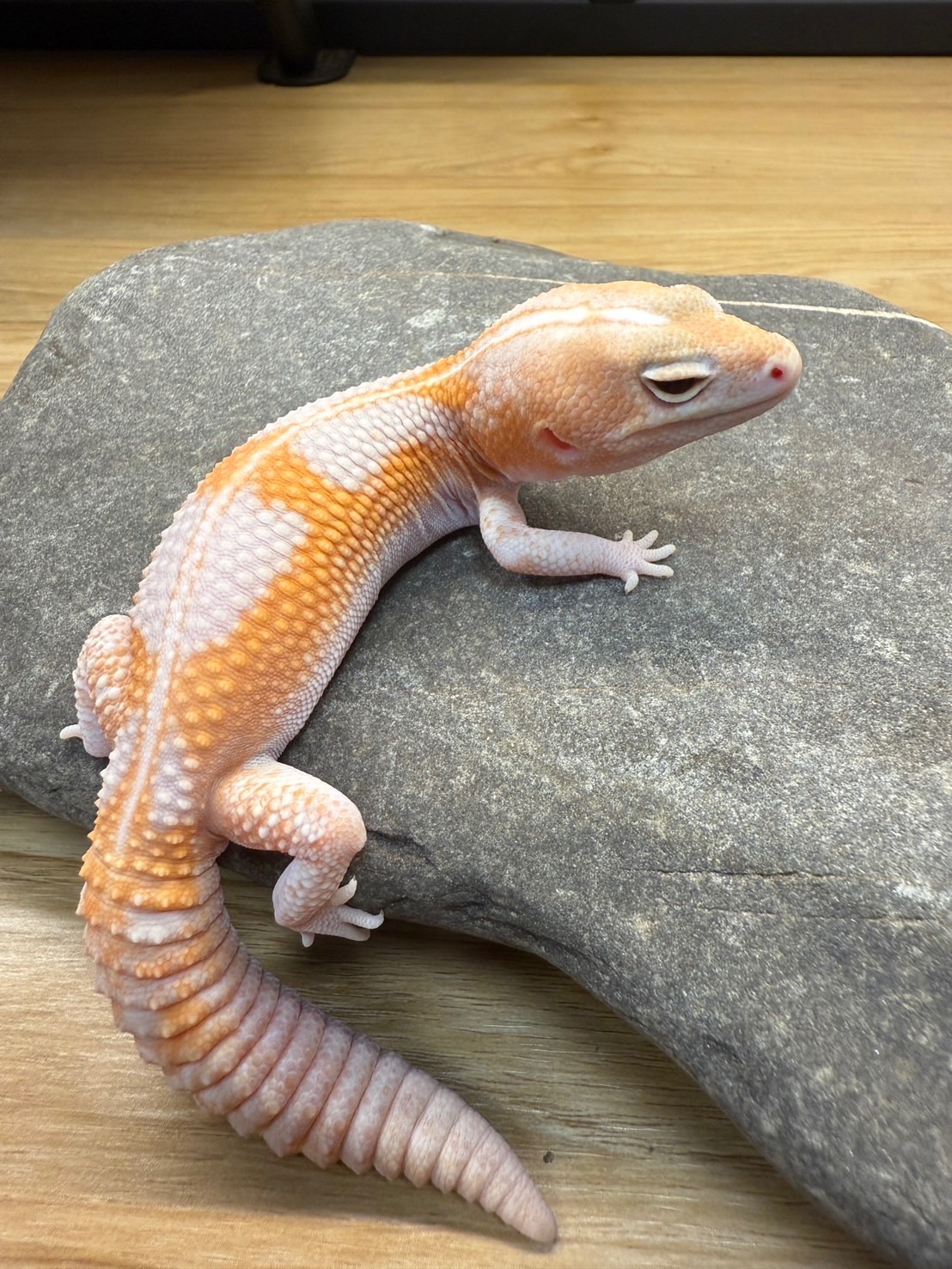 橘白祖魯 het 焦糖（公）