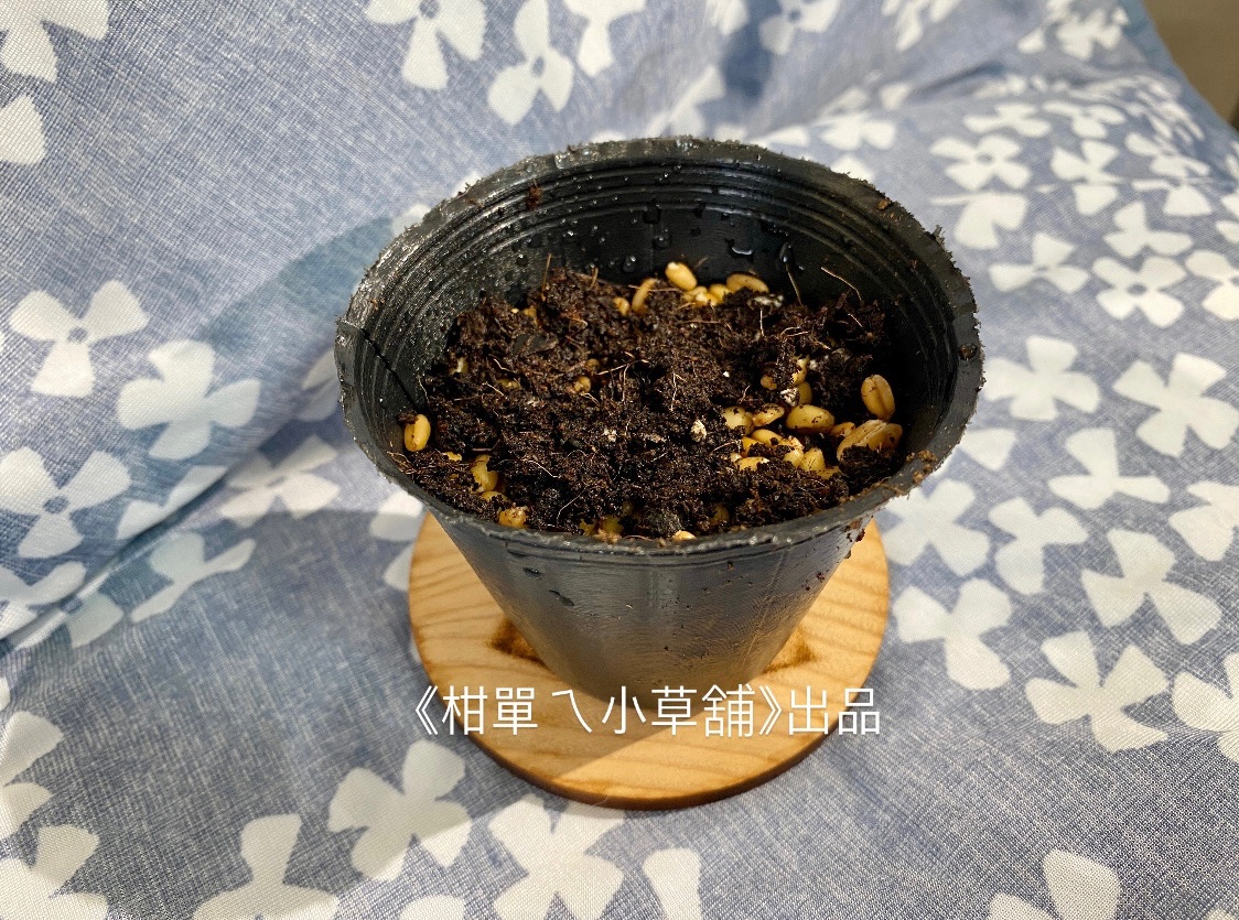 麥草盆栽DIY