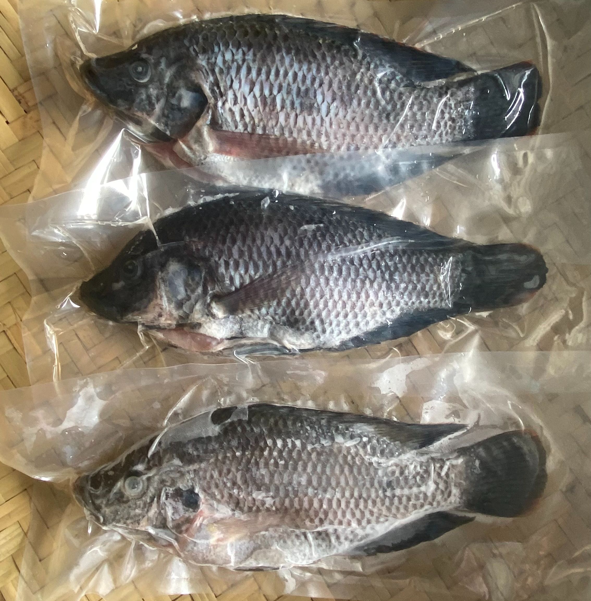 【養蝦小哥】正海水台灣土種吳郭魚