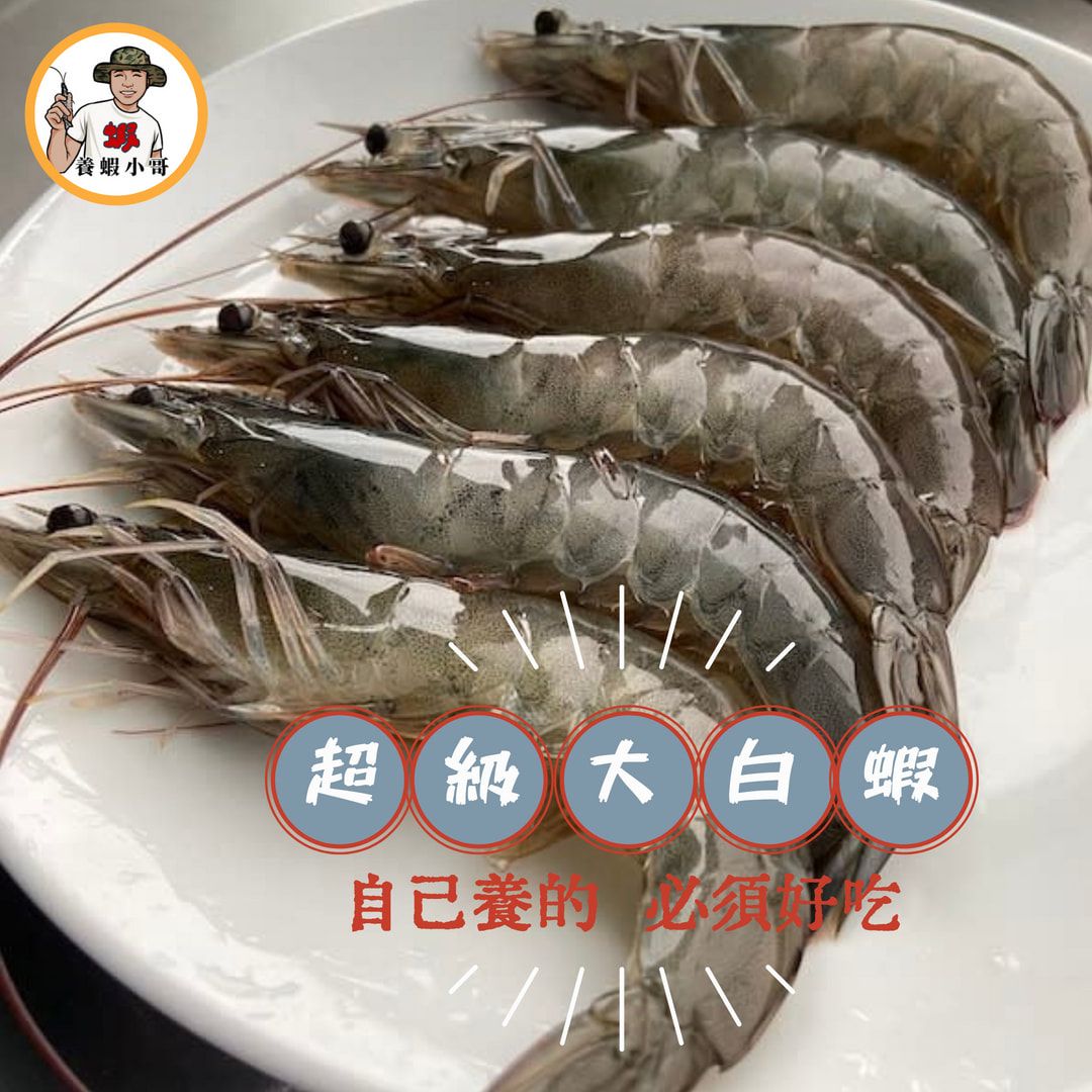 【養蝦小哥】超級大白蝦（300克/包2入組）