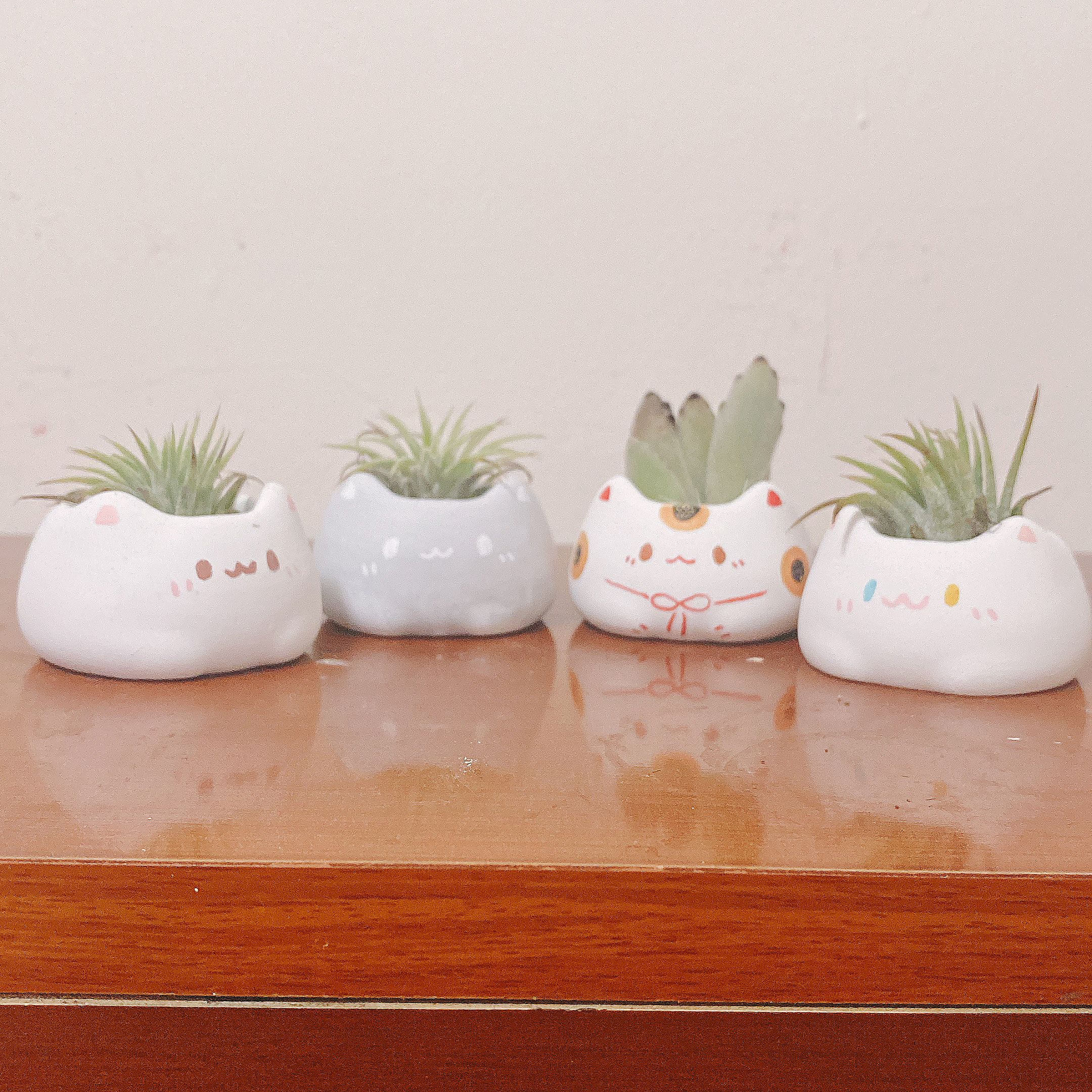 喵喵盆（會附贈一種隨機植物 或者 水晶）