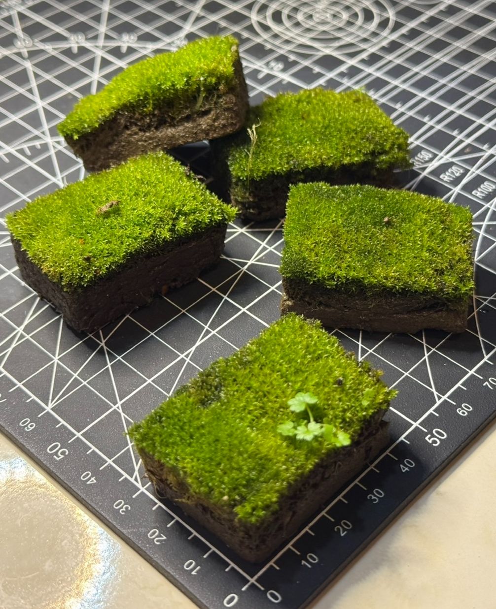 苔癬小方塊 （3x4cm）超好造景