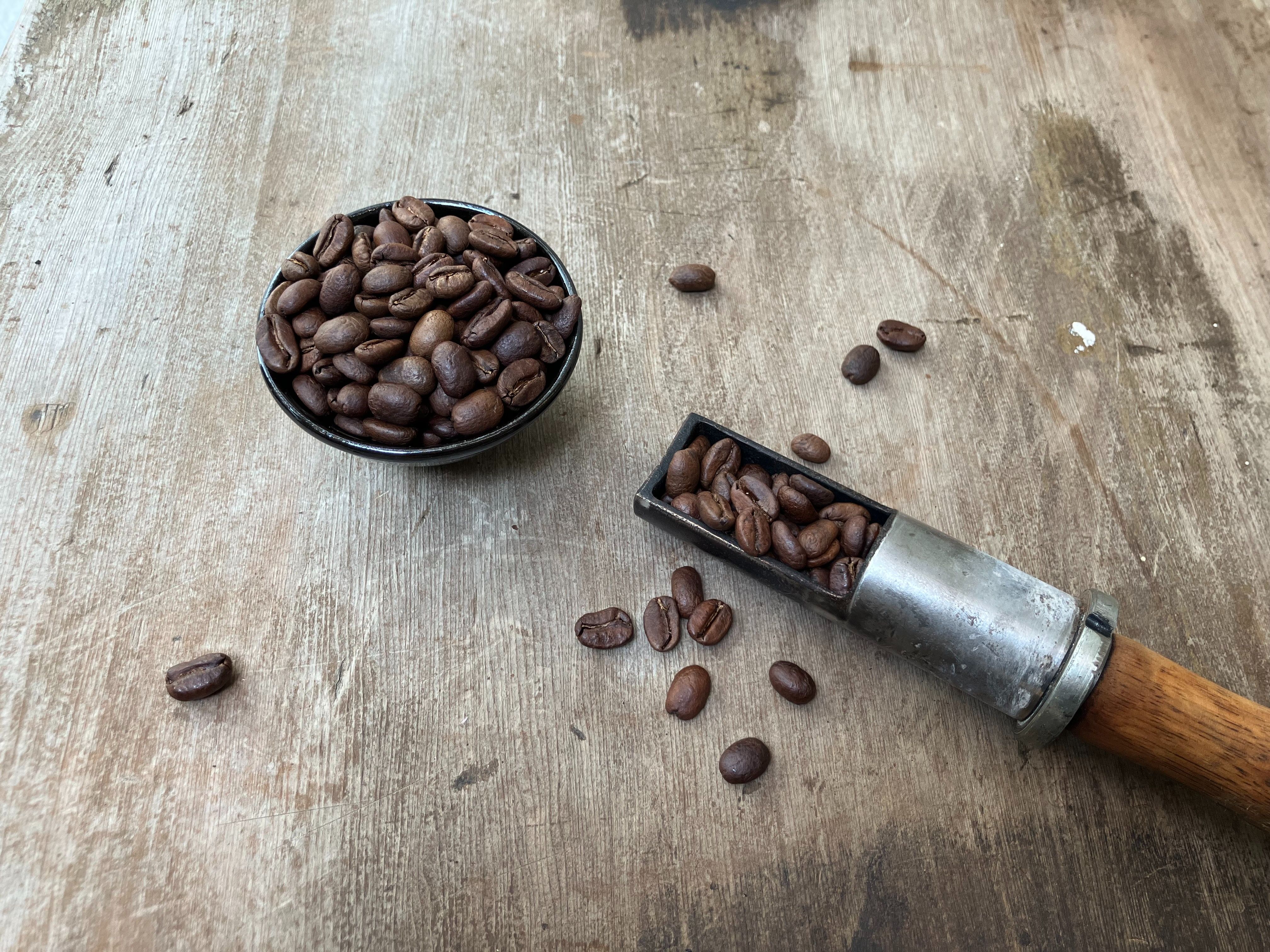 哥斯大黎加 津卡蜜熊 黃蜜