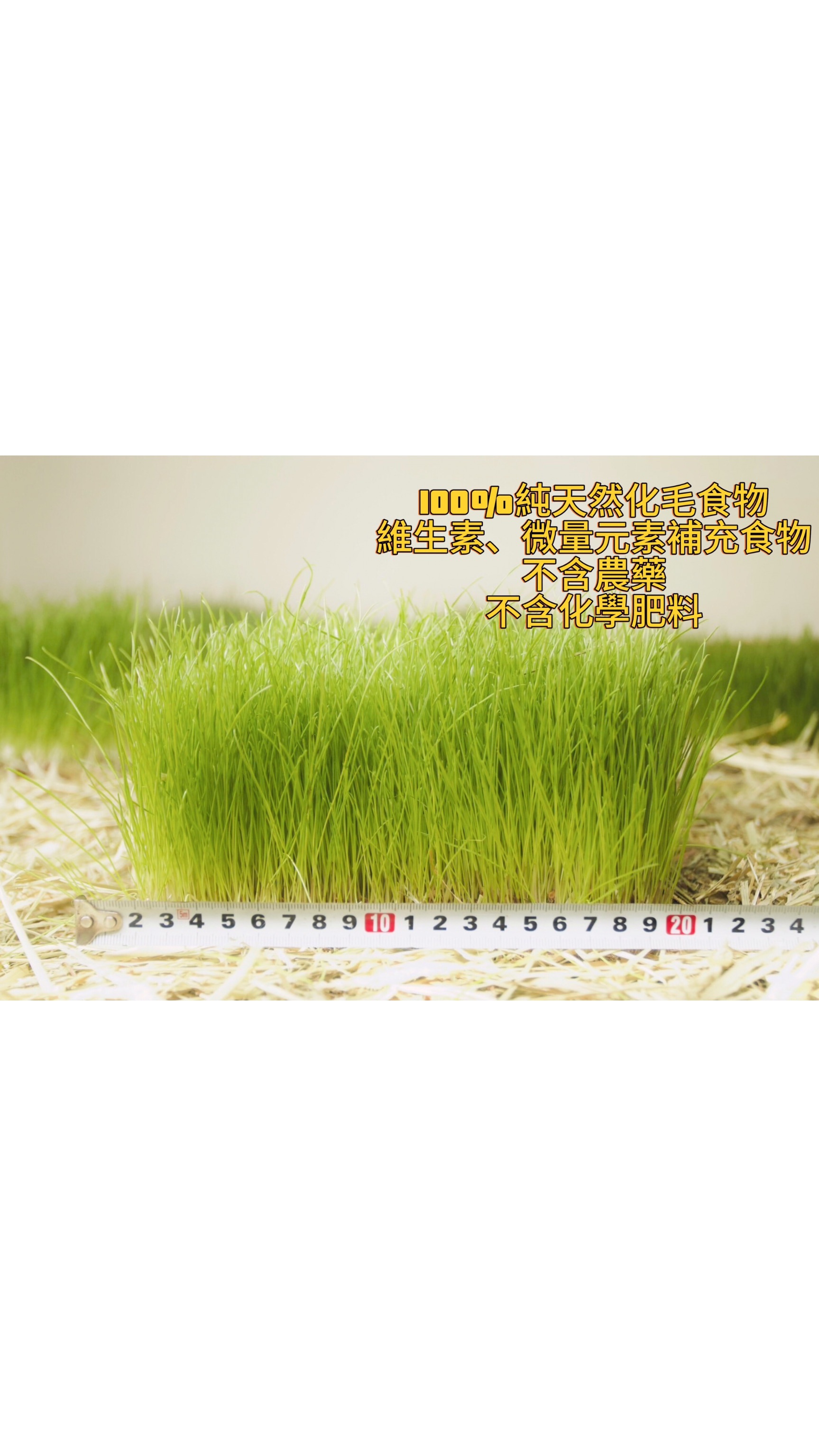 無土室內鮮牧草皮貓草