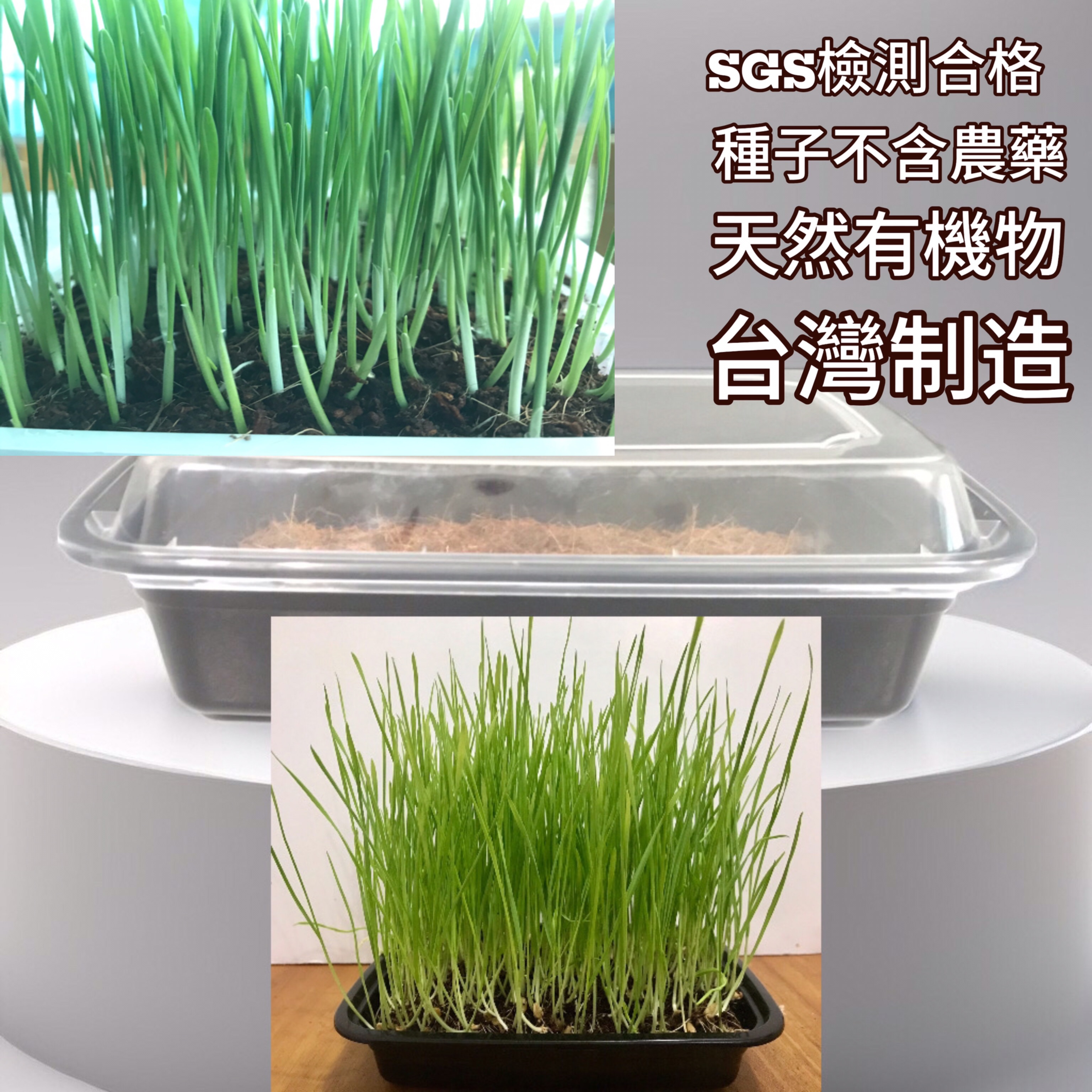 懶人牧草貓草便利盒只要澆水就可