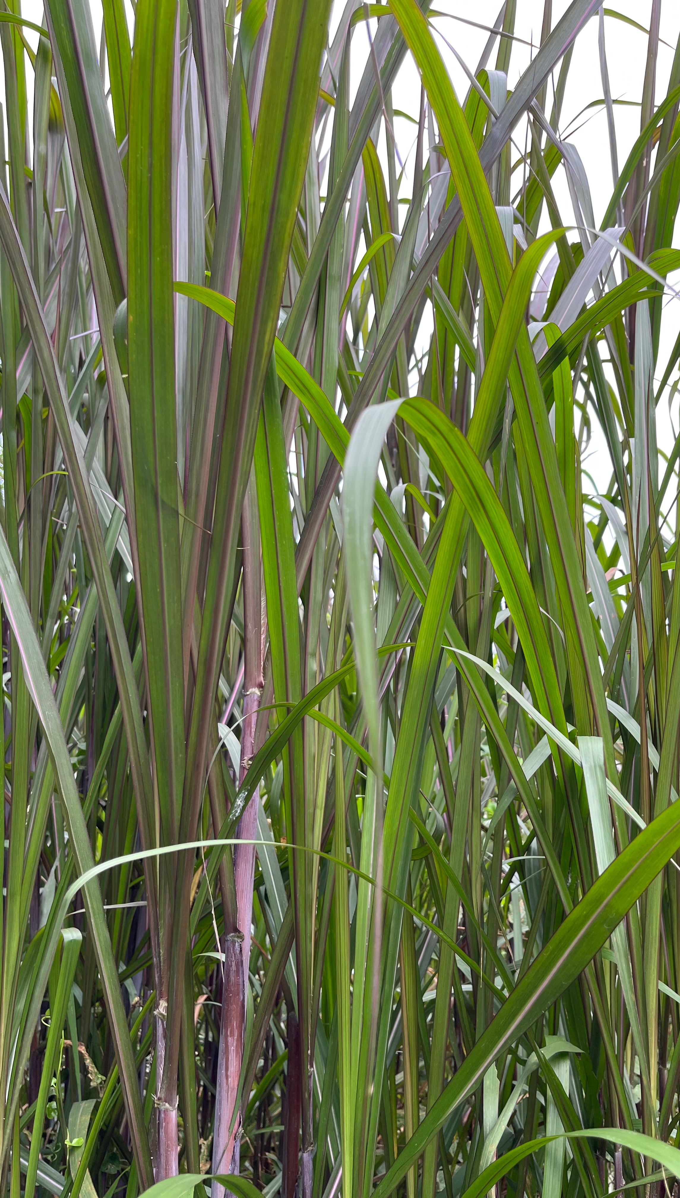 買200克送200克🔥🔥 台畜紫色狼尾草五號🔥🔥適用寵物：天竺鼠、兔寶、陸龜