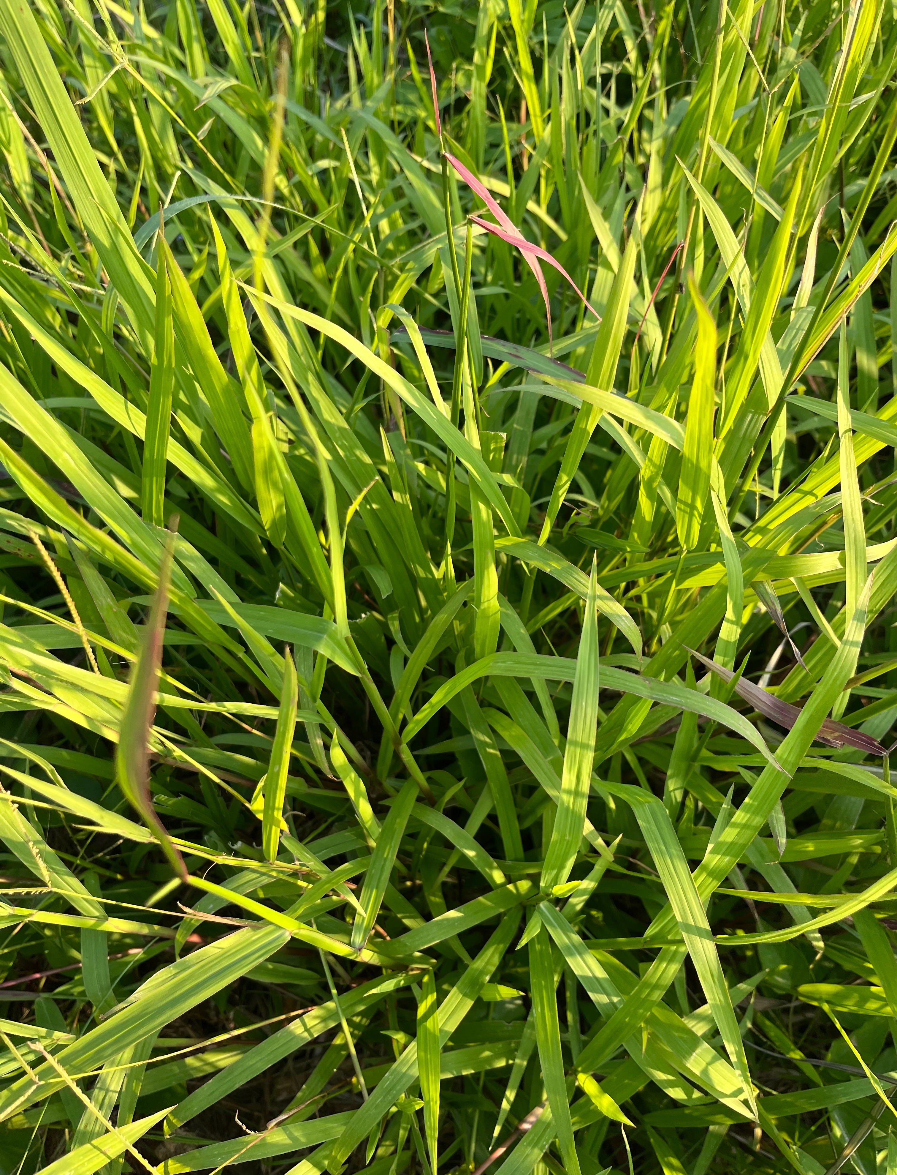 各種類🔥🔥本土鮮牧草🔥