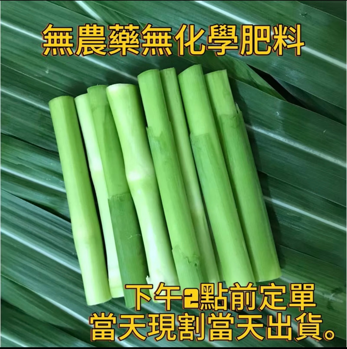 買200克送200克❤️兔子、天竺鼠、陸龜新鮮狼尾草葉 草筍 嫩芽享受鮮牧的嘎嘣脆 台畜2號）