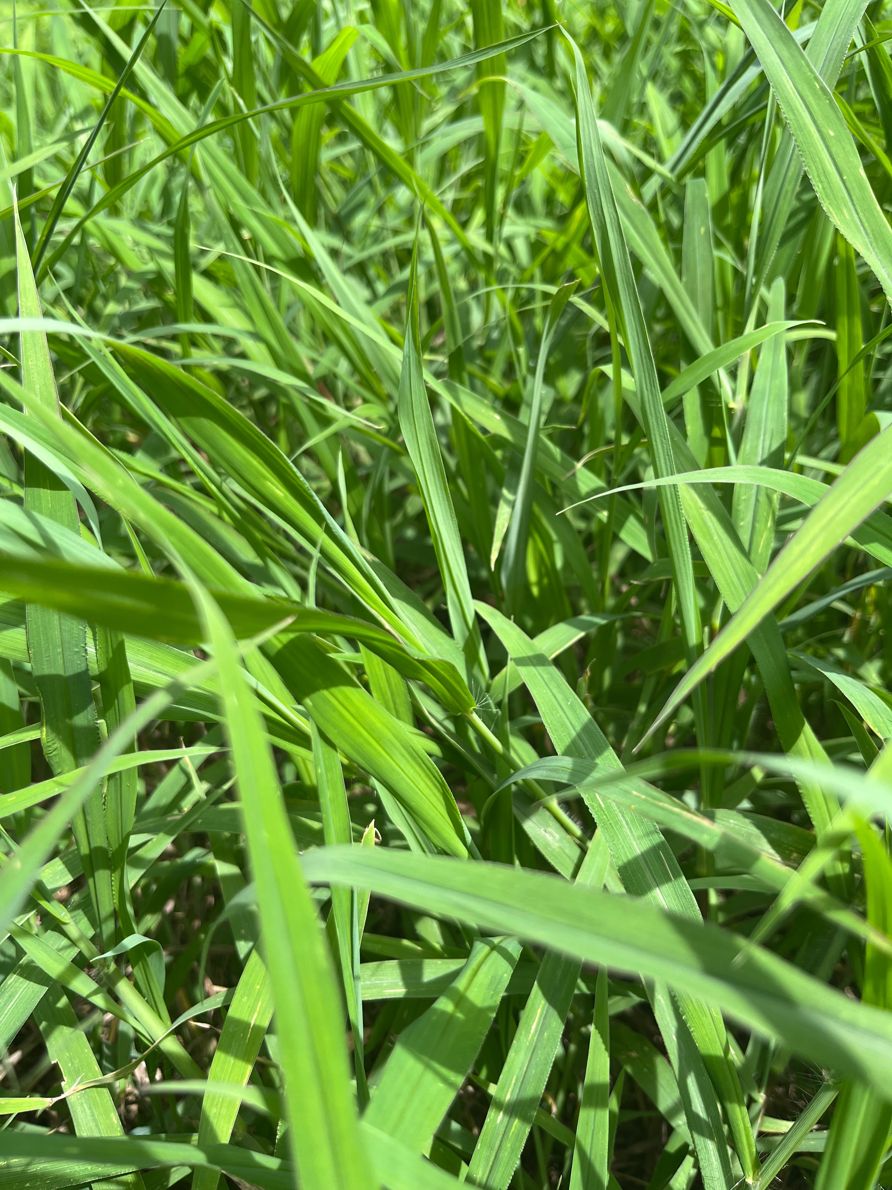 新品鮮牧草🔥 百慕達🔥果園草🔥絲茅 🔥雀麥🔥季節限定