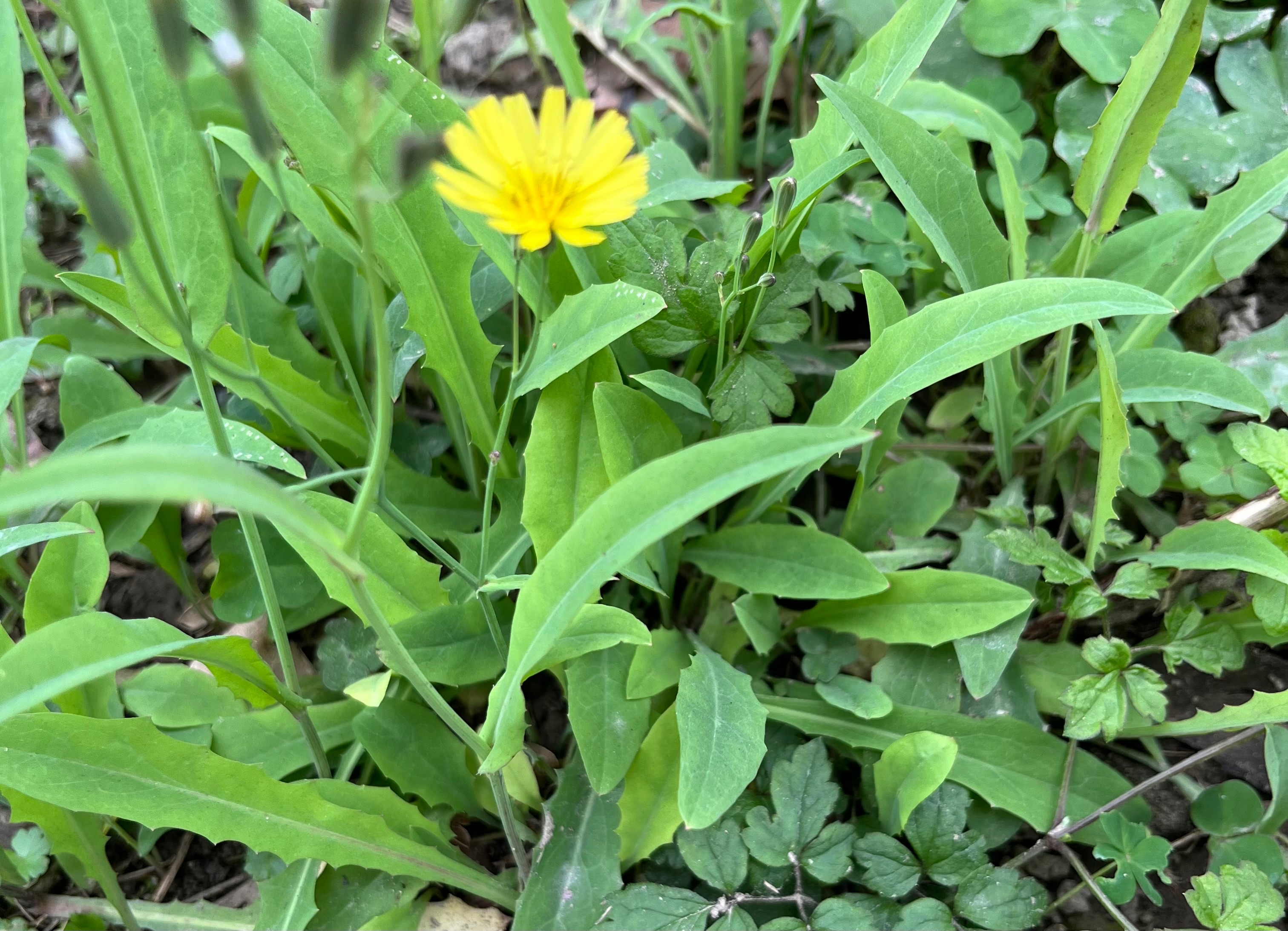 小金英、苦菜、車前草、胡蘿蔔葉