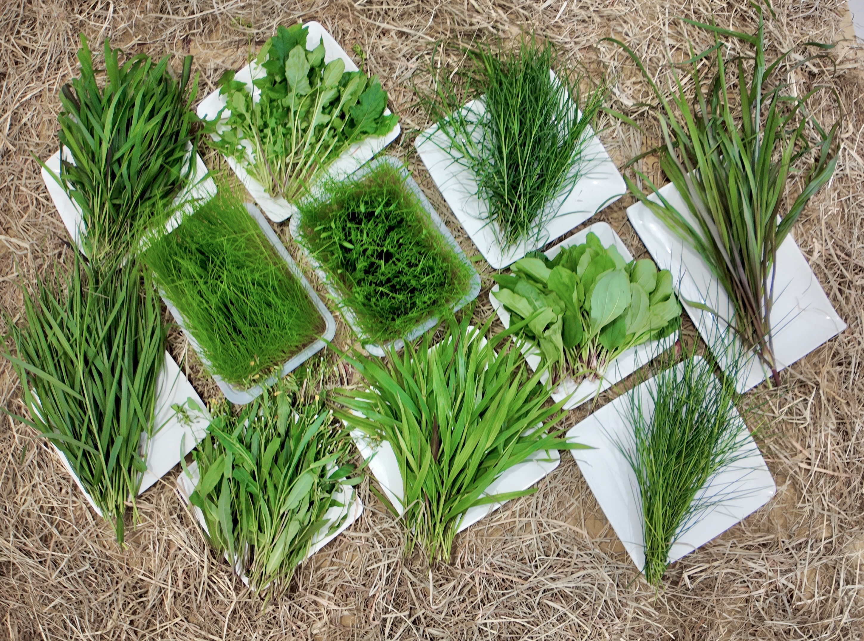 小西米🔥🔥#三個月以上幼兔/天竺鼠鮮牧草專區#牧草#3～6個月兔子／3～6個月天竺鼠