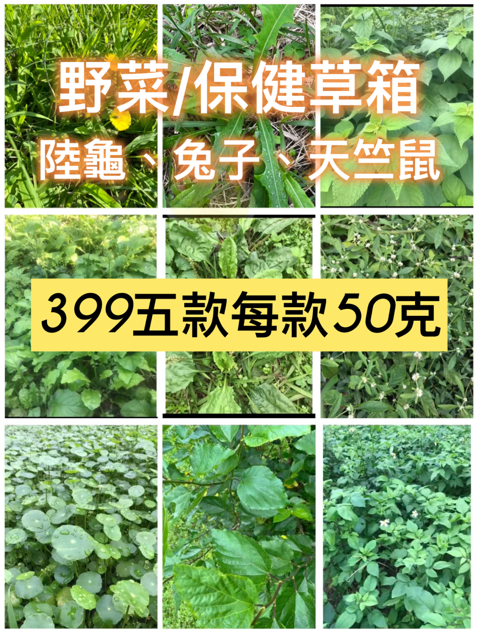 小西米/🔥🔥 現割鮮保健草/陸龜#兔子#天竺鼠/當季各式各樣營養鮮野菜（保健草）合集