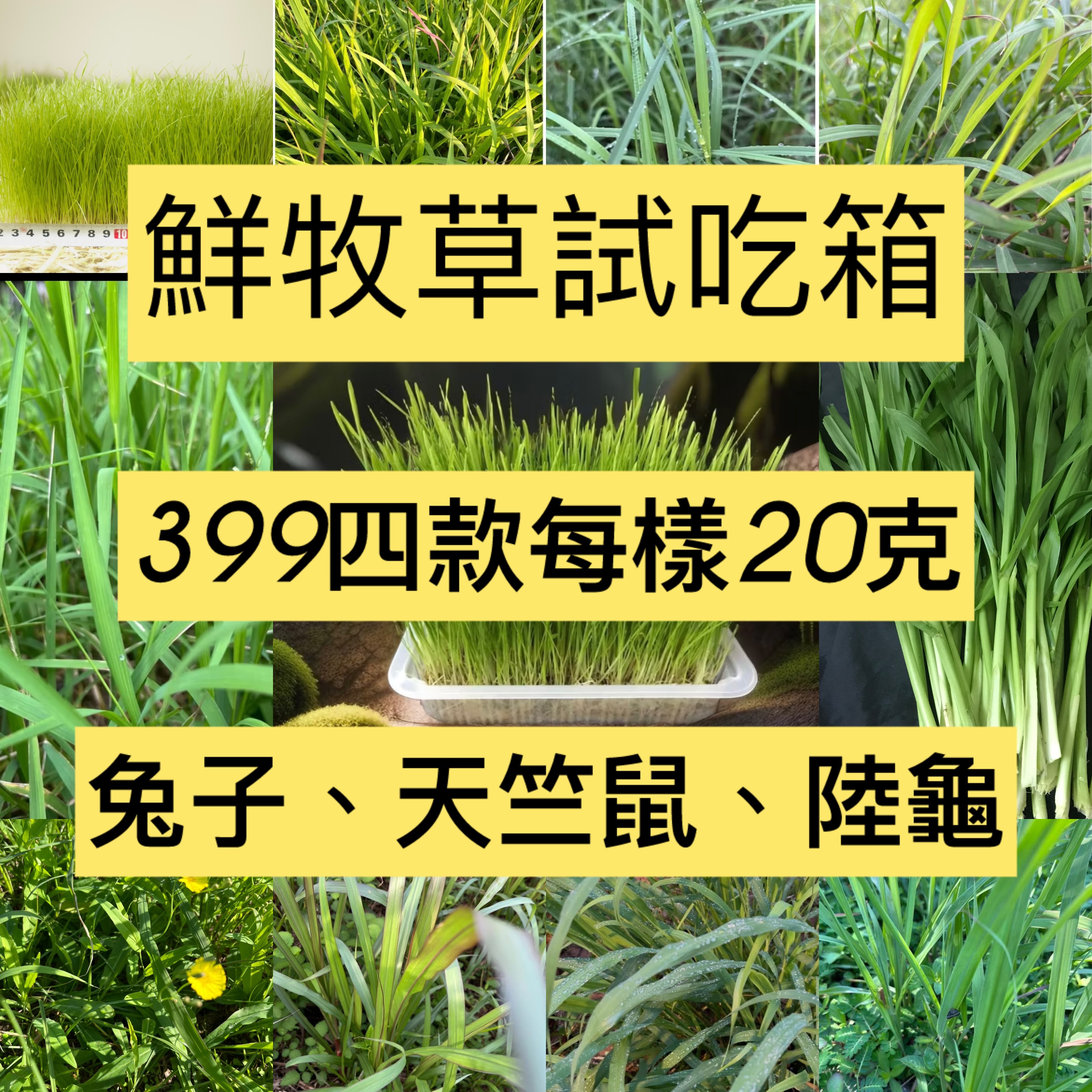 小西米/🔥🔥 當季現割鮮牧草試吃箱#牧草#天竺鼠#兔寶❤️❤️