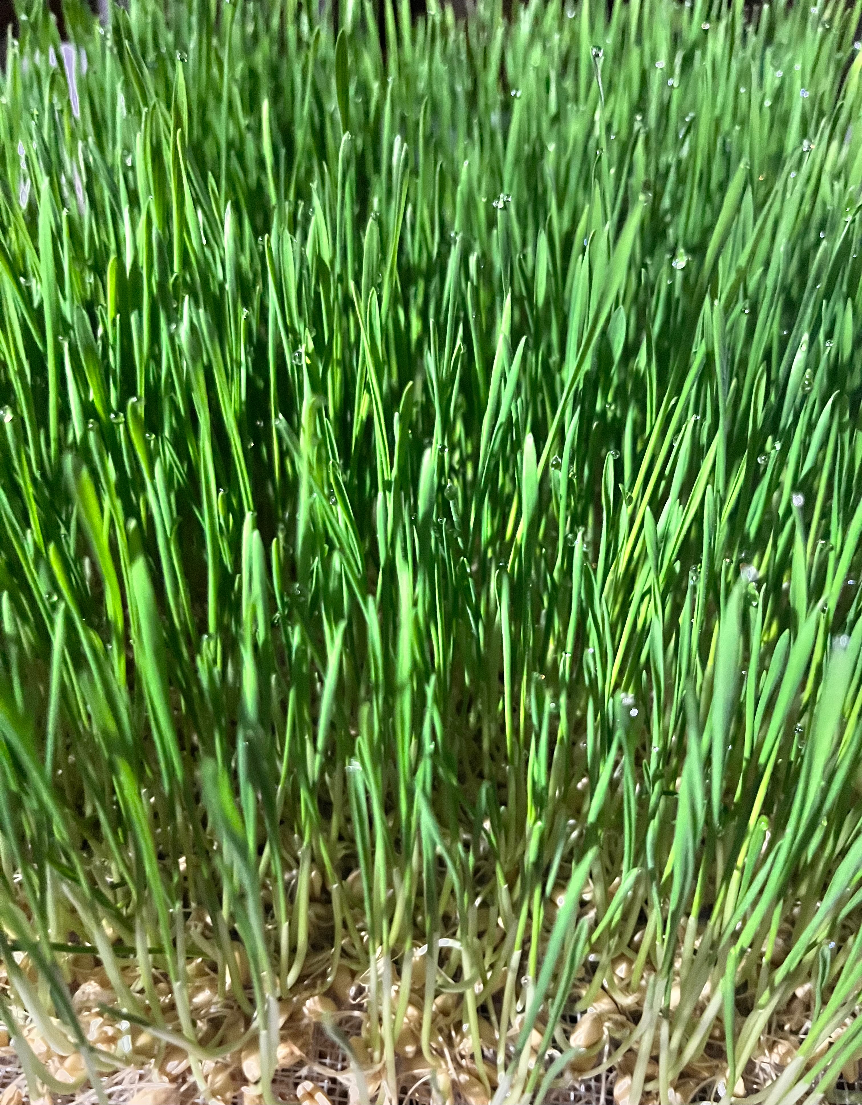 小西米🔥🔥超級大碗#純天然化毛鮮牧草#貓草🔥🔥# 三個月以上兔子、天竺鼠#貓