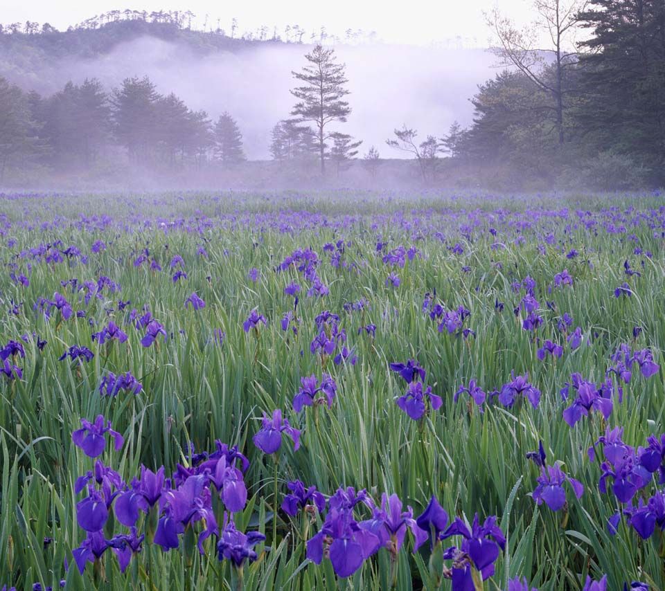 銀鳶尾 鳶尾紫羅蘭系列