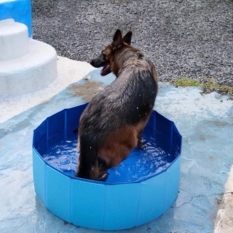 寵物水池