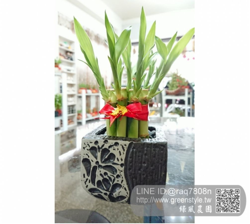小方缽（黑色）小品開運竹