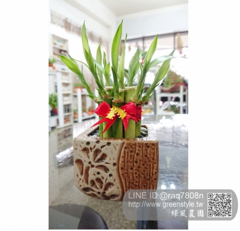 小方缽（棕色）小品開運竹