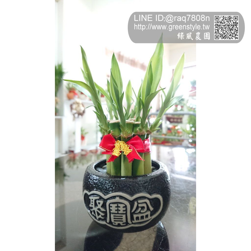 小聚寶盆（黑色）小品開運竹
