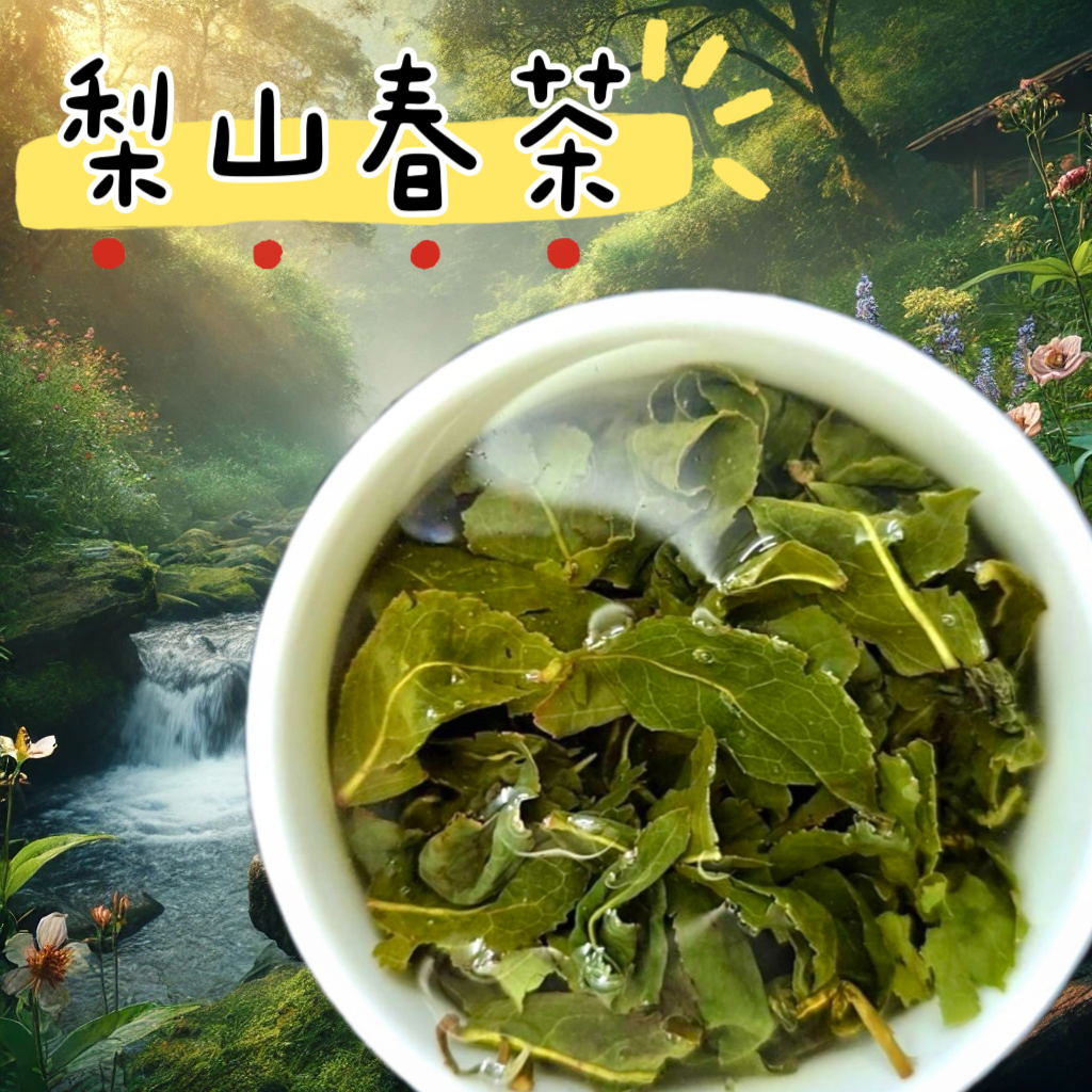 梨山春茶