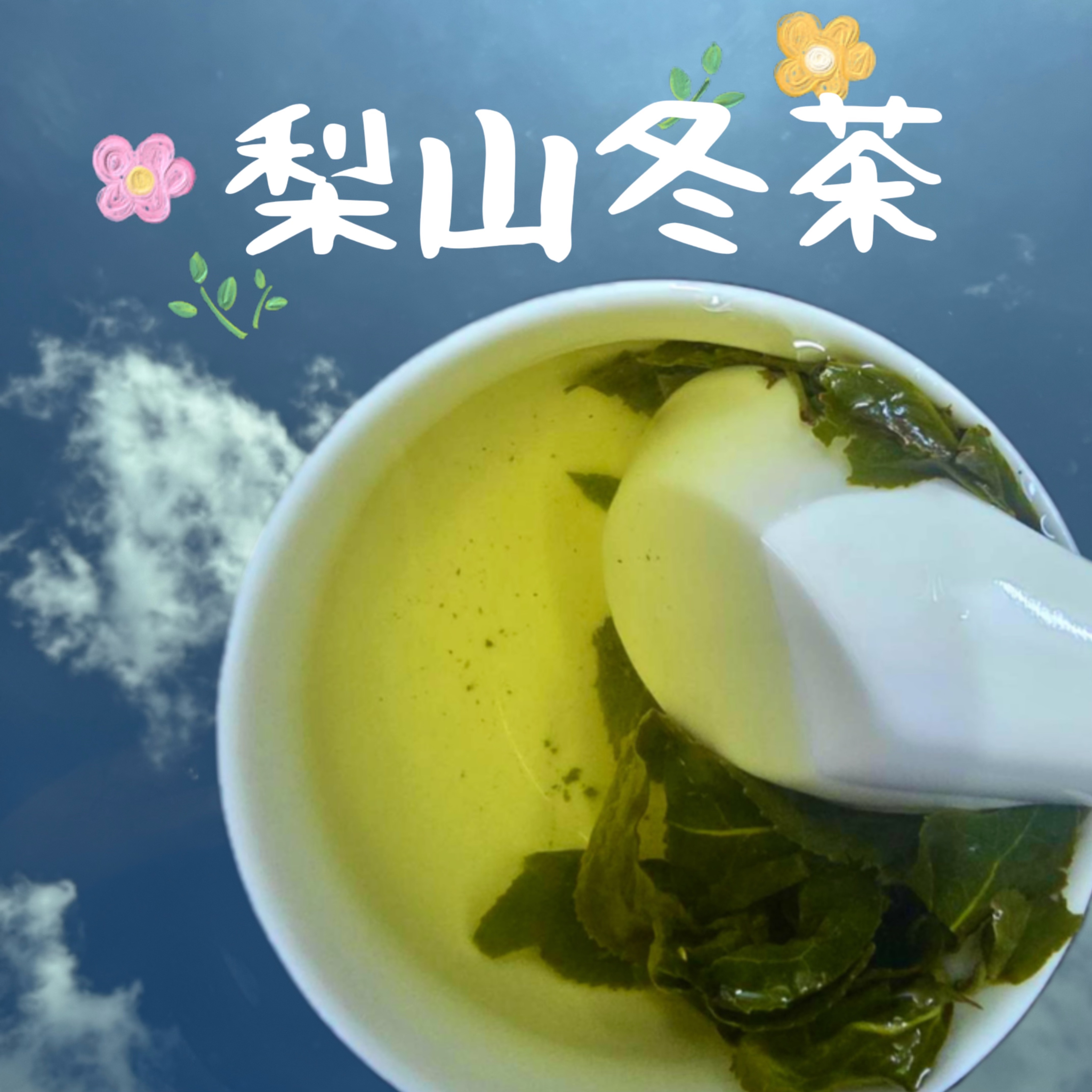 梨山冬茶