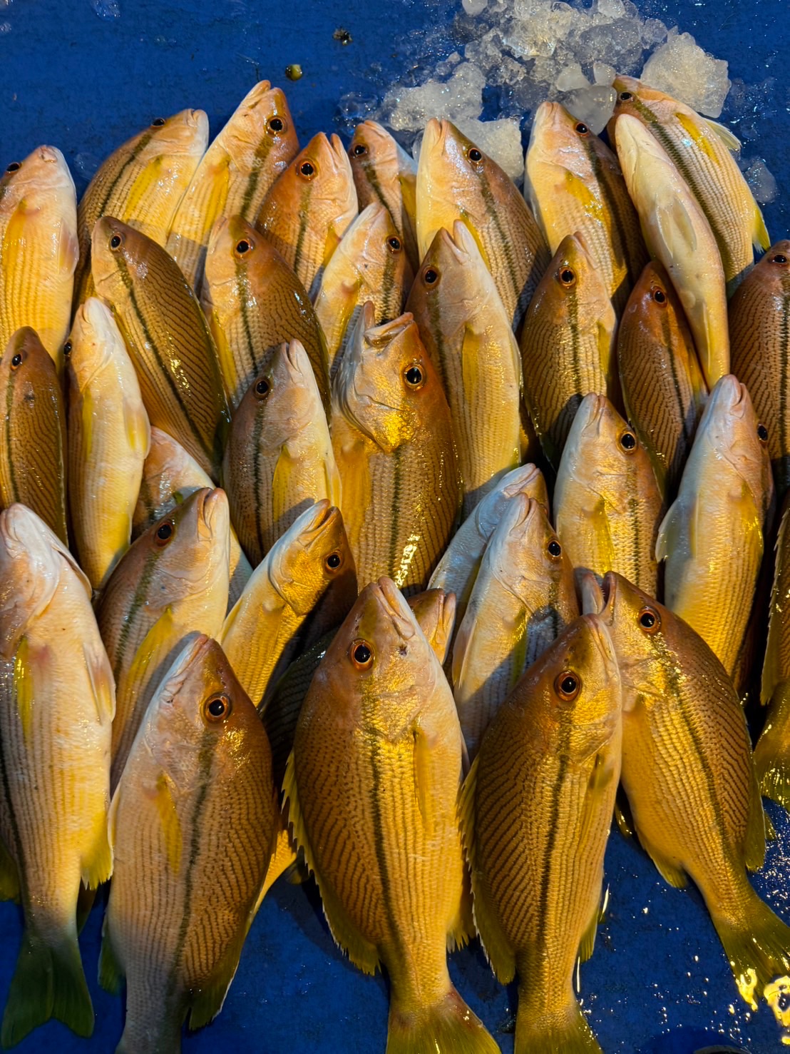 澎湖·野生次筆魚