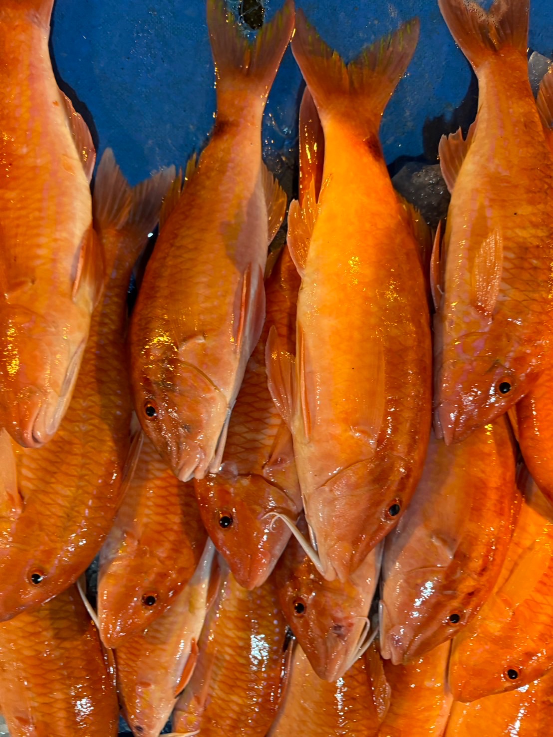 澎湖·野生秋姑魚