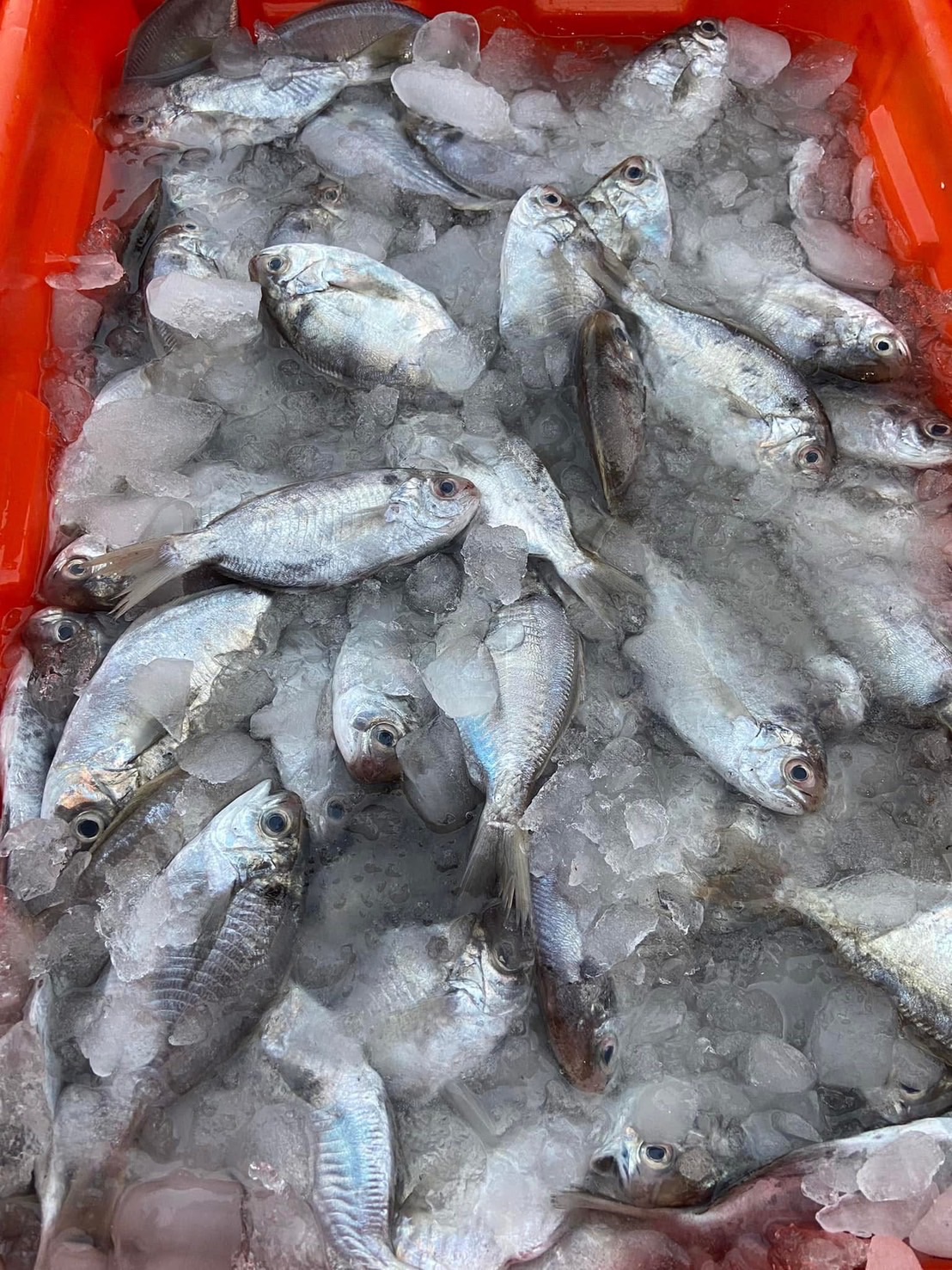 澎湖·野生肉魚（肉鯽仔）