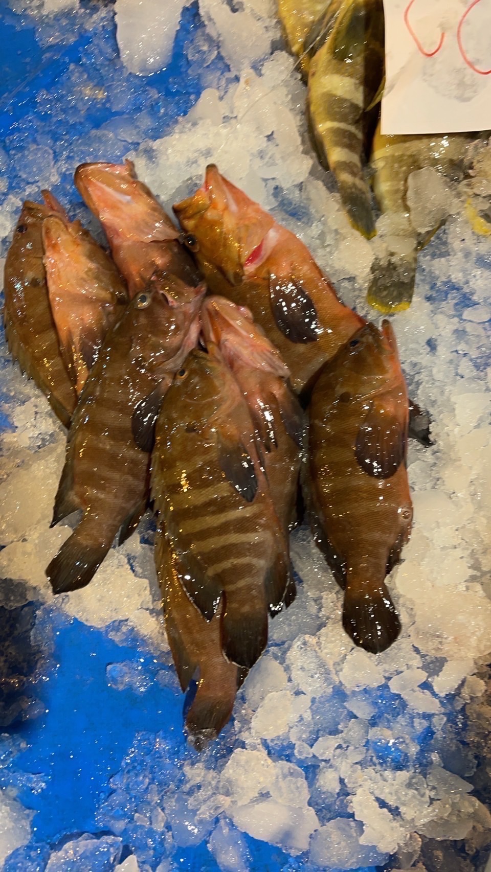澎湖·野生黑貓魚