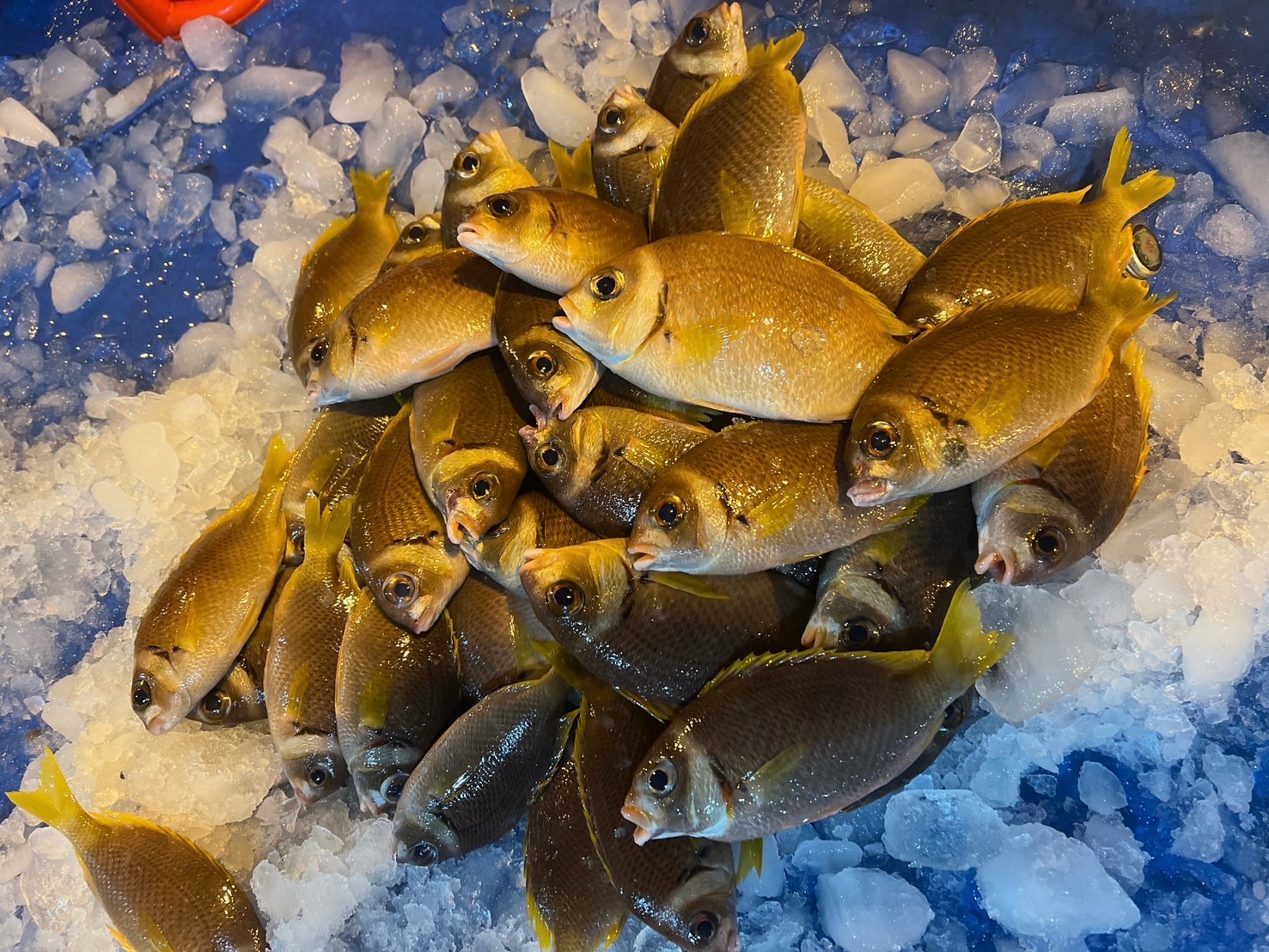 澎湖·鳳梨魚