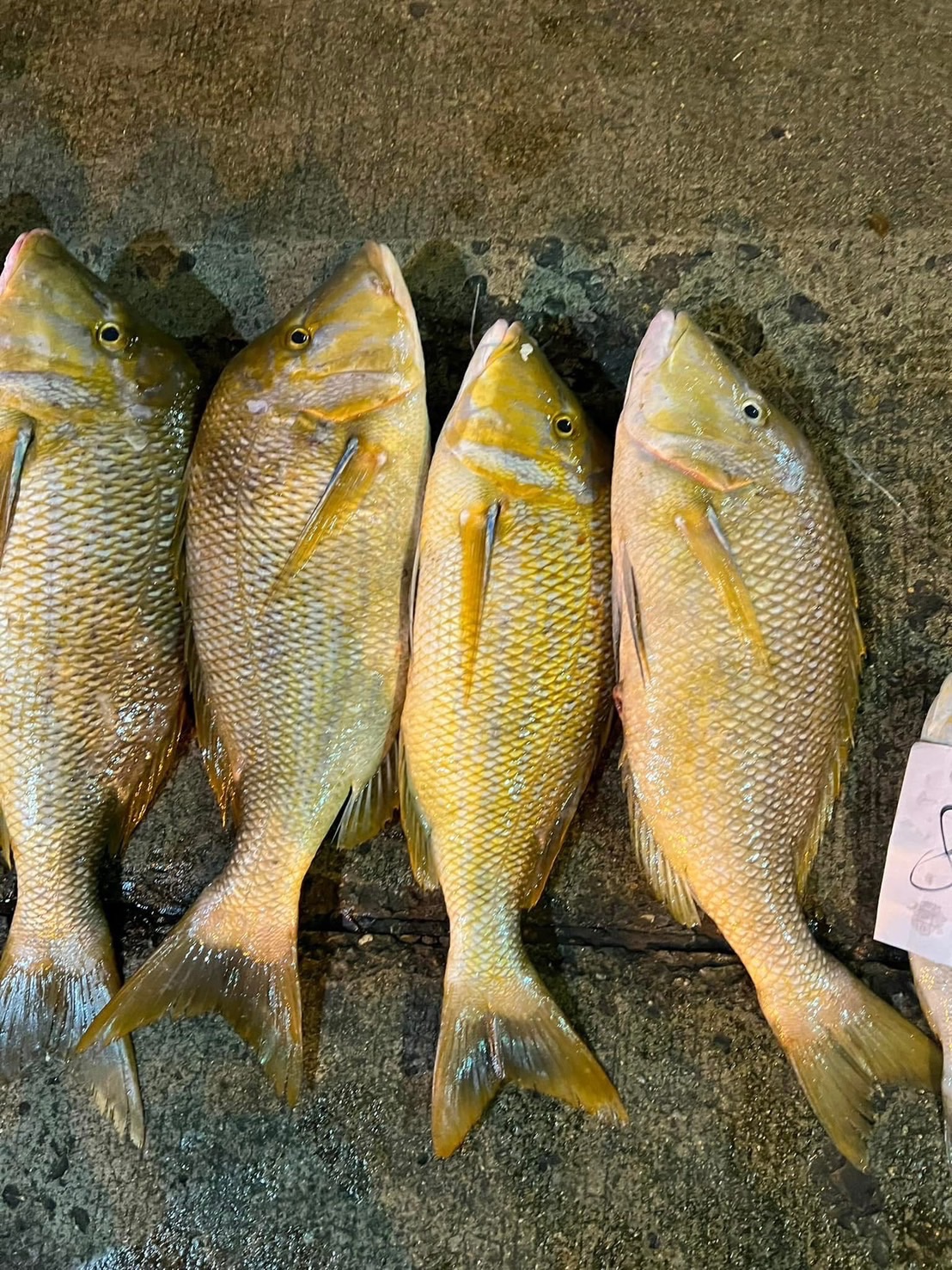 澎湖｜青嘴魚排（無刺）