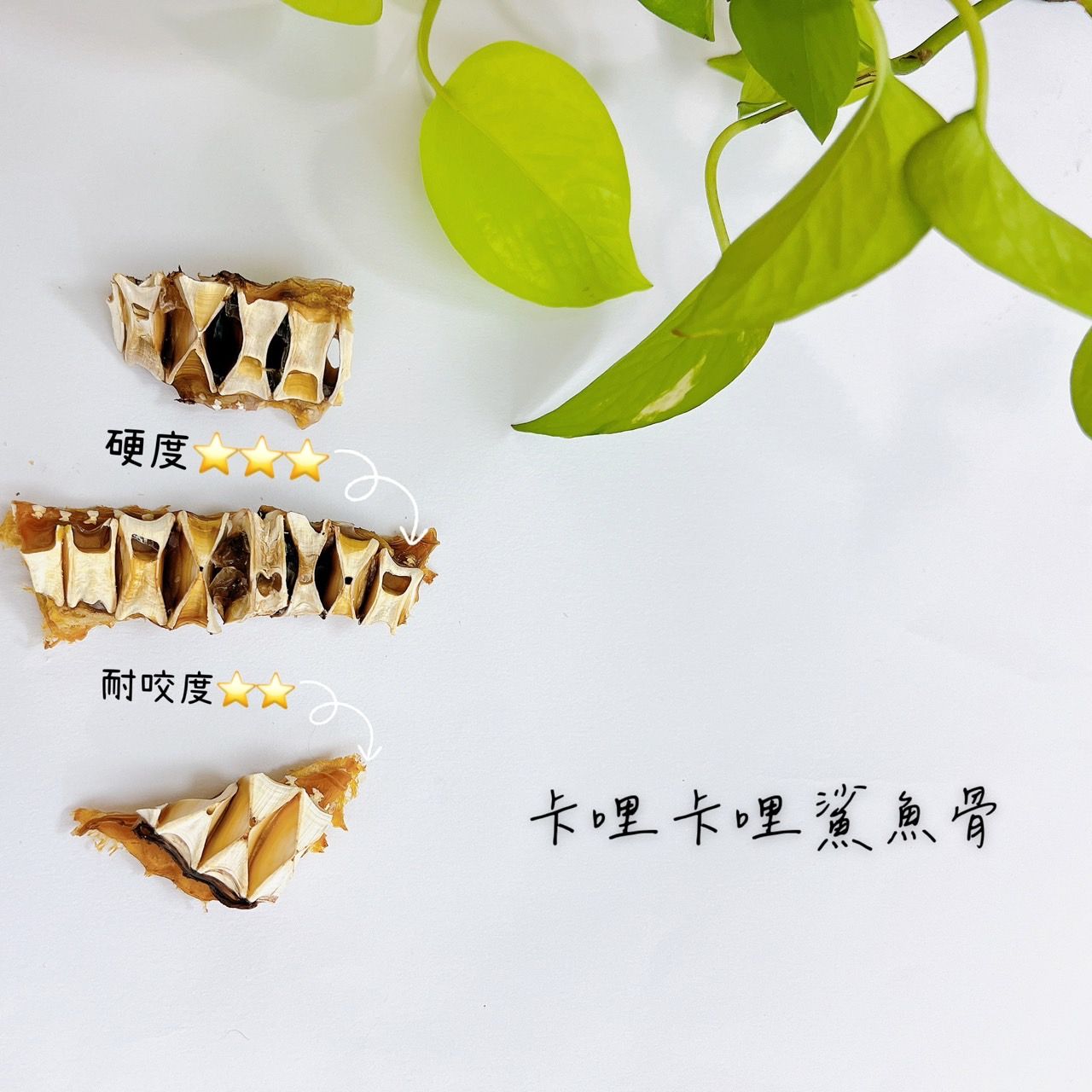 咬咬鯊魚骨