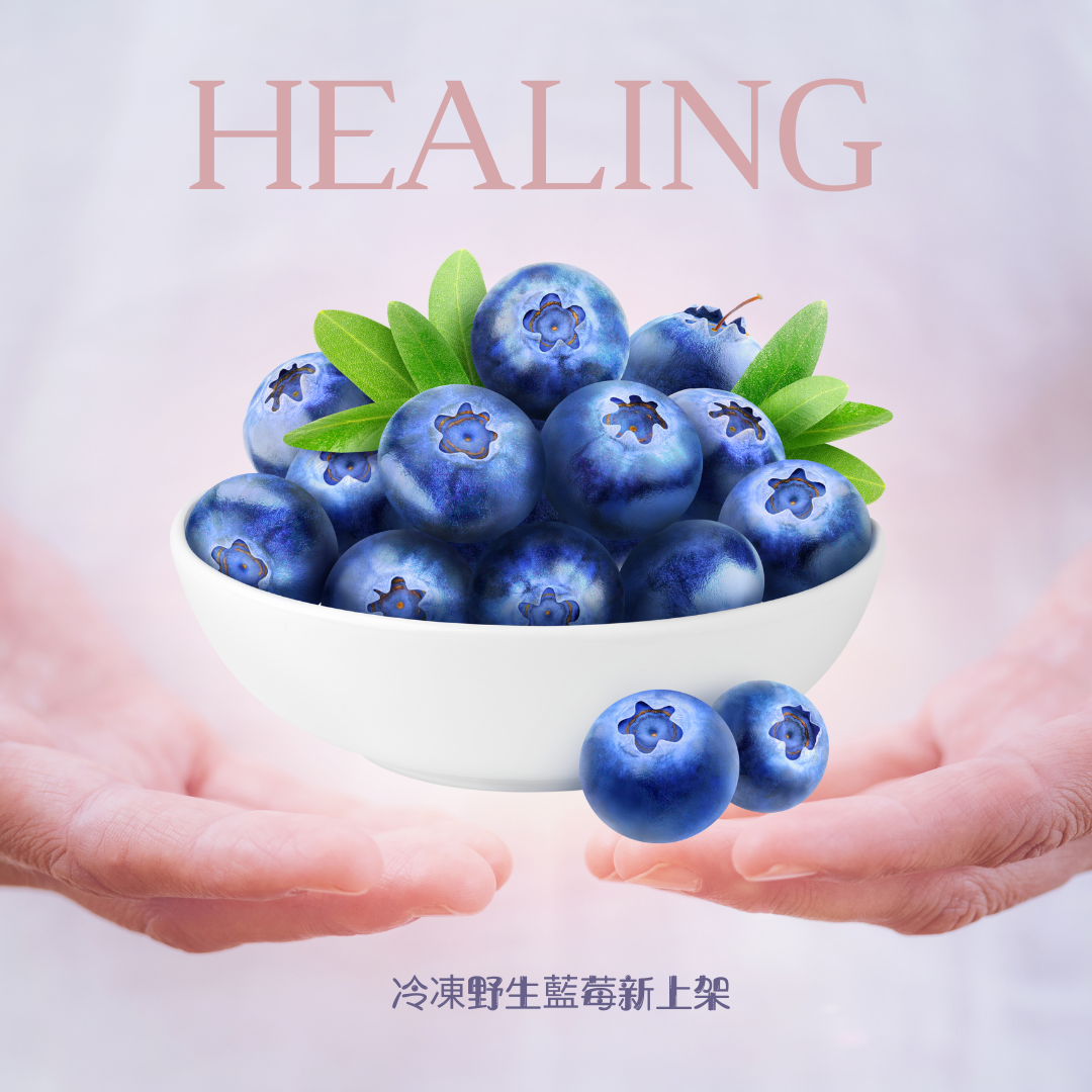 加拿大野生藍莓