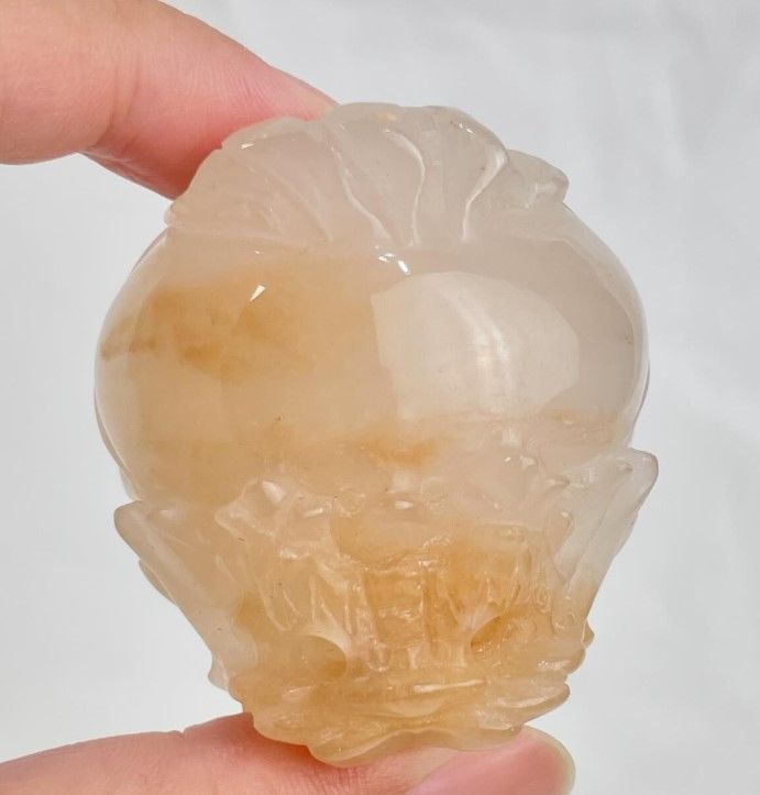 [754]金絲玉龍龜 （ 7折 ）