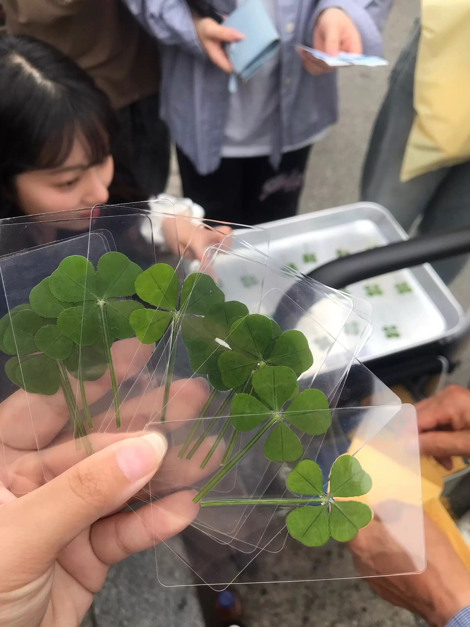幸運草🍀