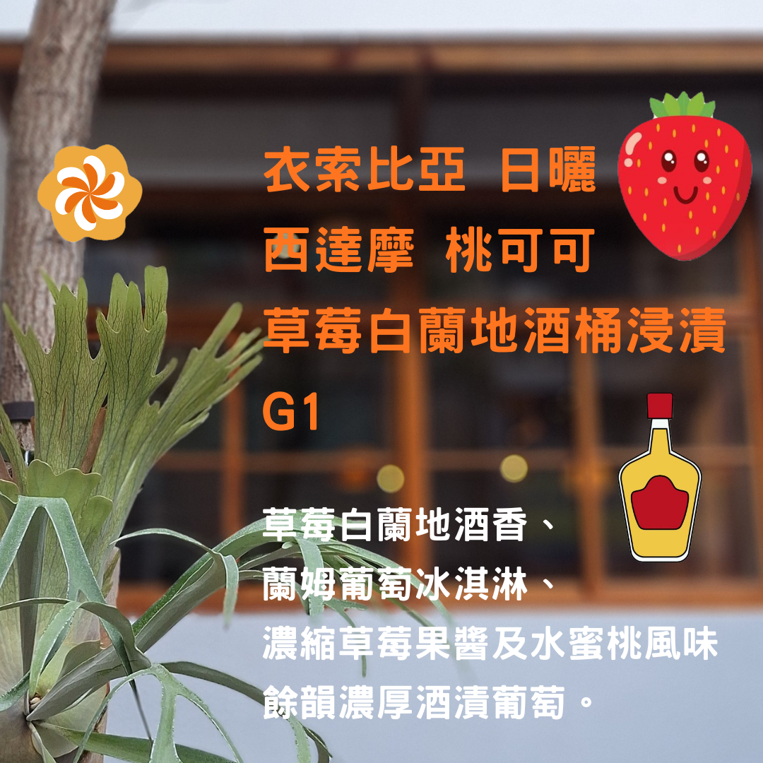 衣索比亞 日曬 西達摩 桃可可   草莓白蘭地酒桶浸漬 G1（淺焙）