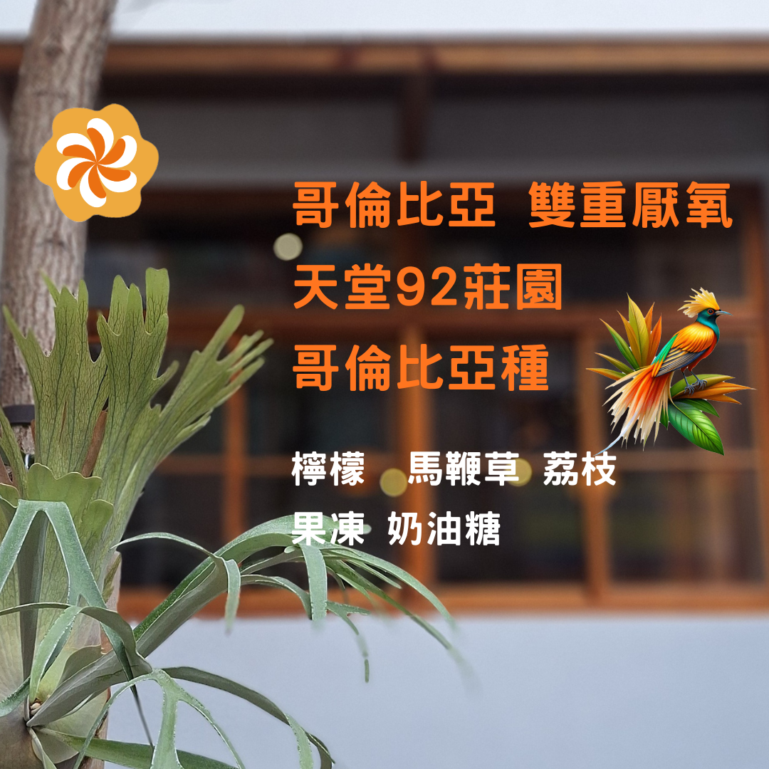 哥倫比亞 雙重厭氧 天堂92莊園 哥倫比亞種（極淺焙）