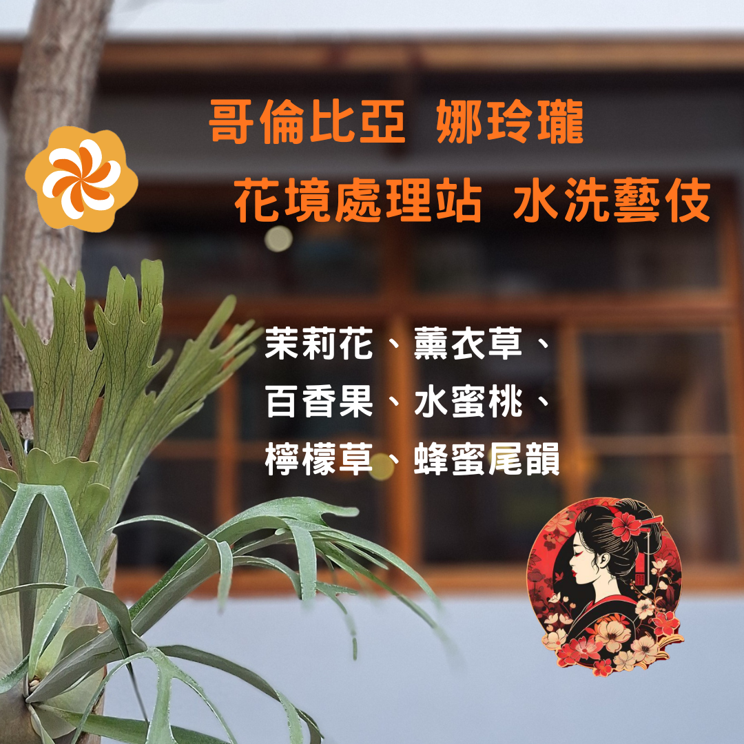 哥倫比亞 娜玲瓏 花境處理站 水洗藝伎（淺焙）