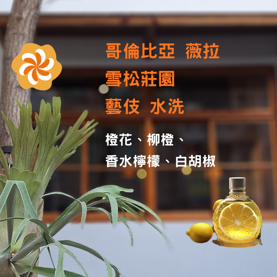 哥倫比亞 薇拉  雪松莊園 藝伎 水洗