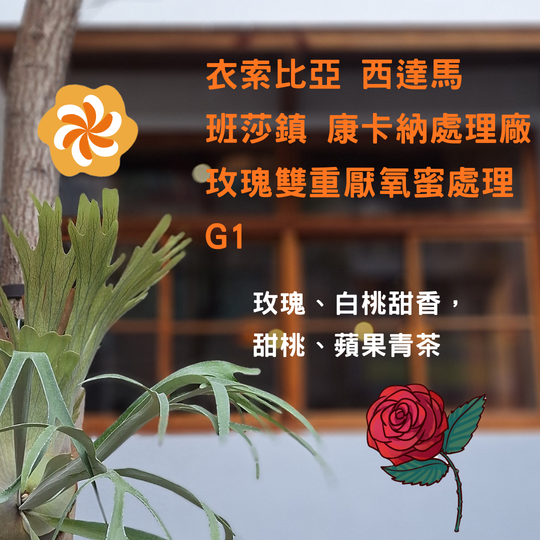 衣索比亞 西達馬 班莎鎮 康卡納處理廠 玫瑰雙重厭氧蜜處理 G1