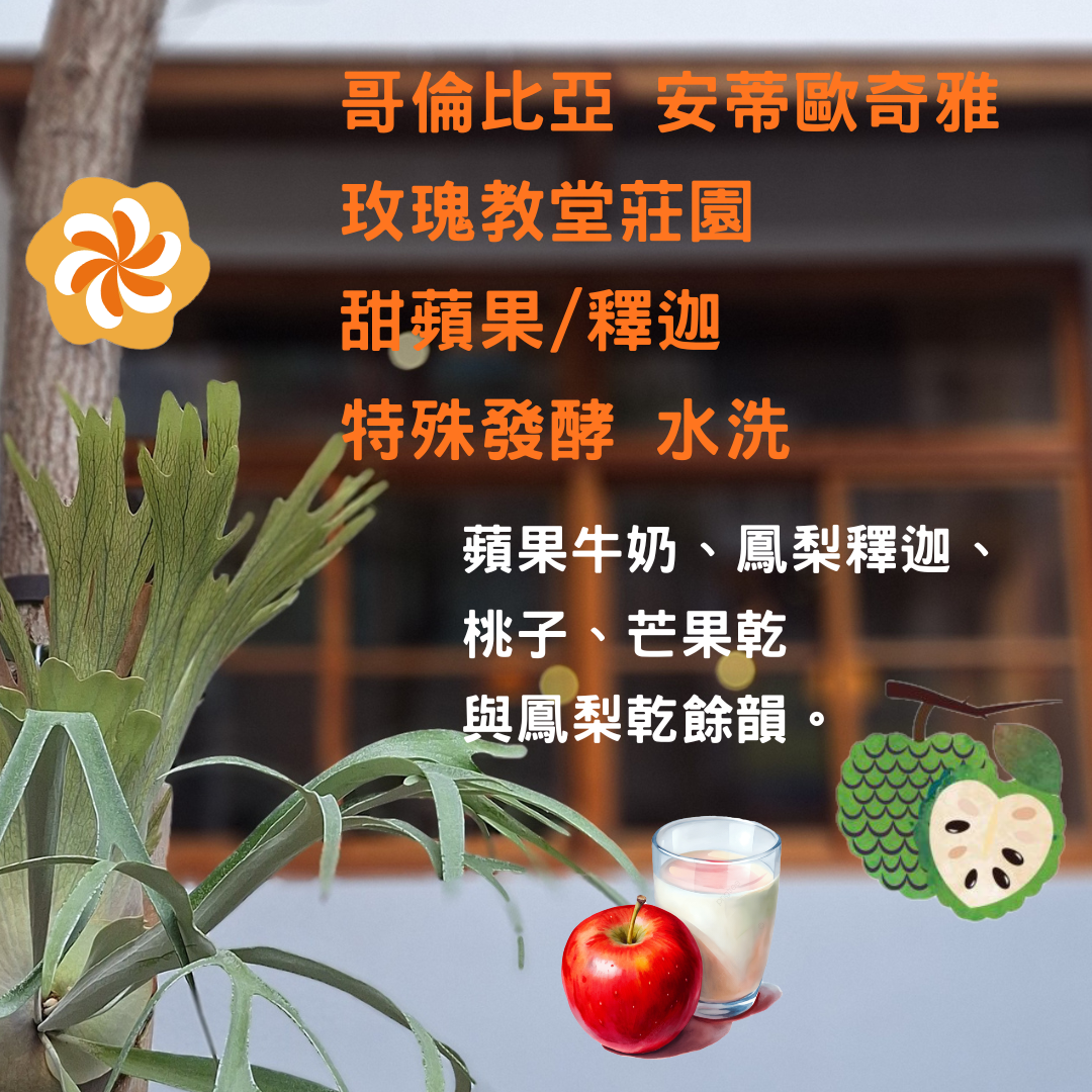 哥倫比亞 安蒂歐奇雅  玫瑰教堂莊園 甜蘋果/釋迦 特殊發酵 水洗