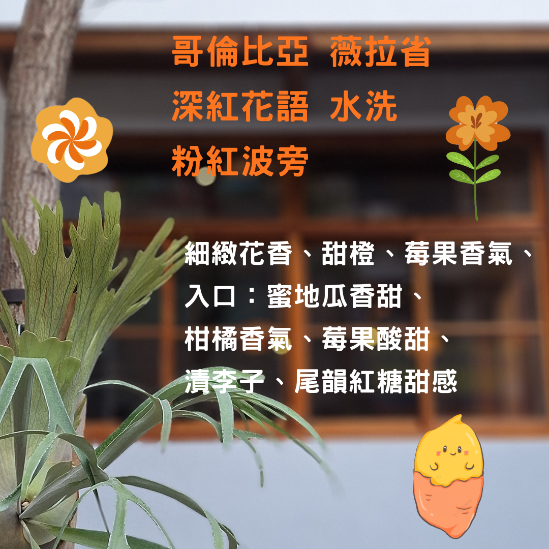 哥倫比亞 薇拉省  深紅花語 水洗 粉紅波旁（淺焙）