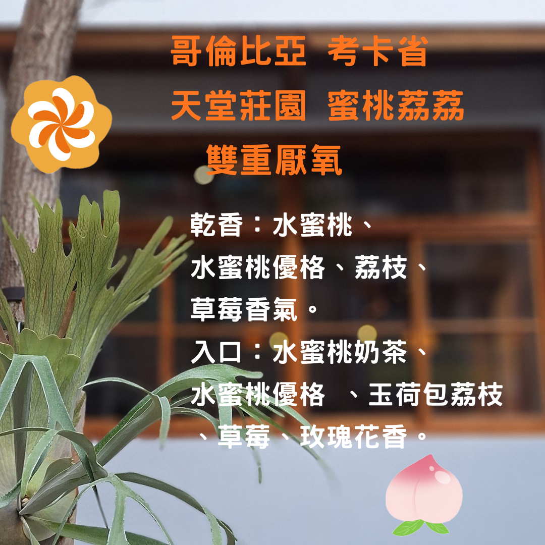 哥倫比亞 考卡省 天堂莊園   蜜桃荔荔 雙重厭氧 （淺中焙）