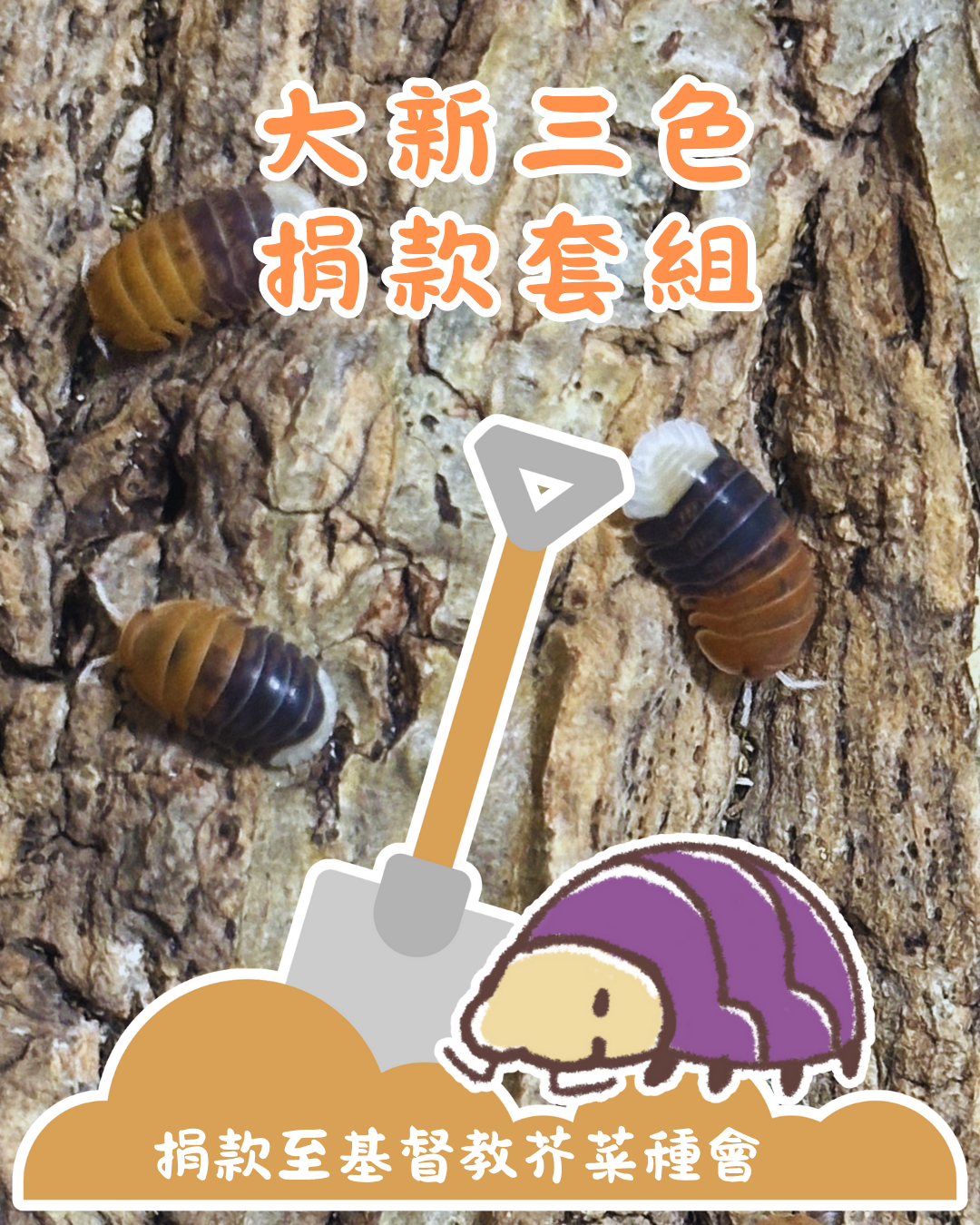大新三色捐款套組（10+2及大新三色名牌） 每人限購一組