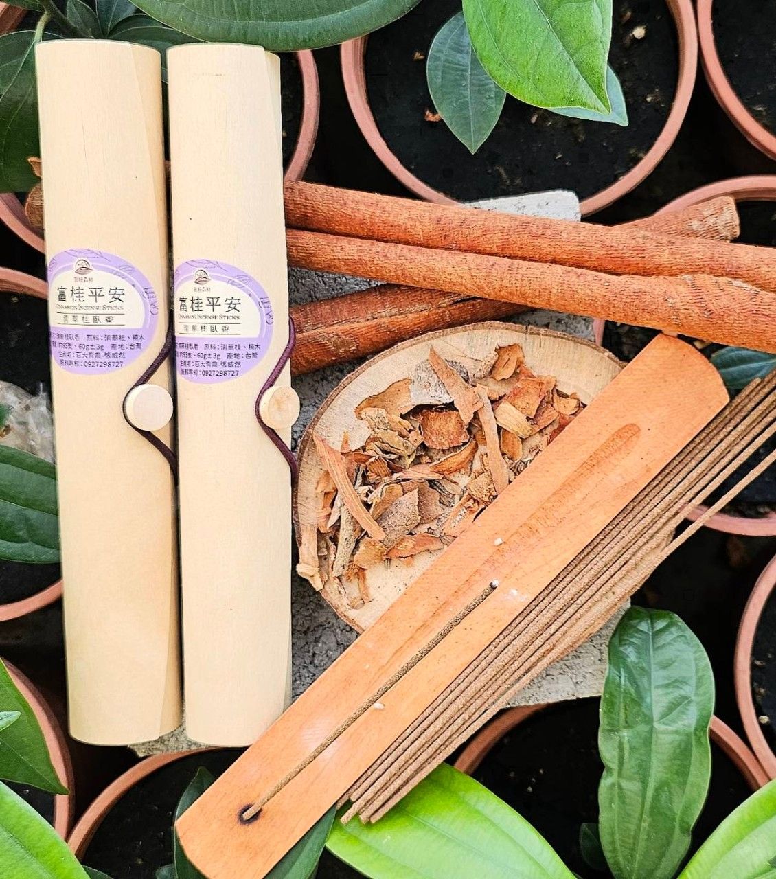 【真桂森林】肉桂臥香