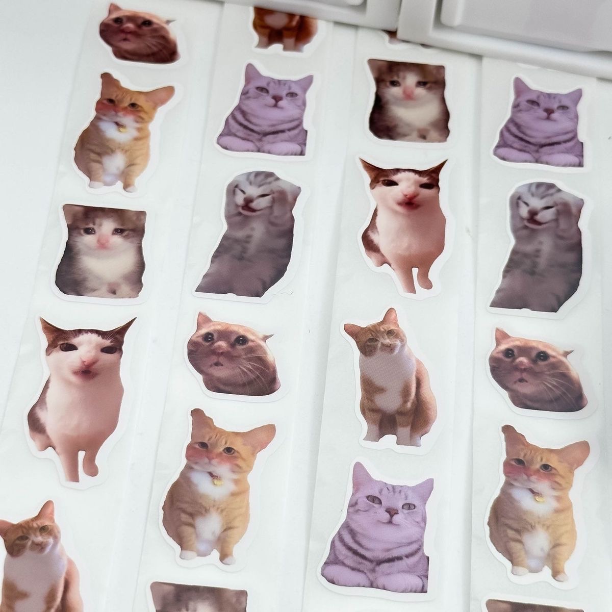 迷因貓貓🐱表情包 卷卷貼