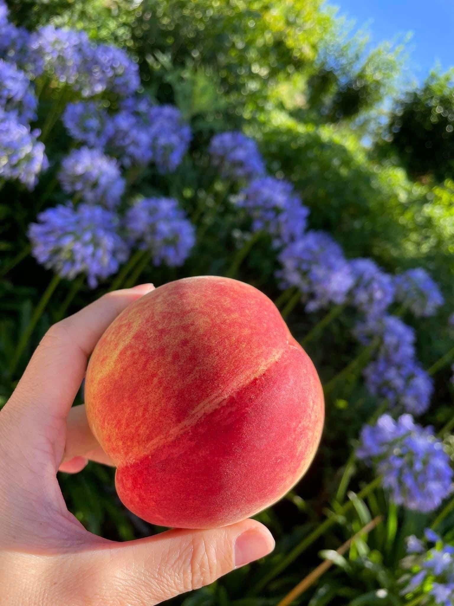 🍑拉拉山 高海拔高價水蜜桃 🍑（可訂購！冷藏免運送到家，如需訂購請私訊IG @campingflow_）